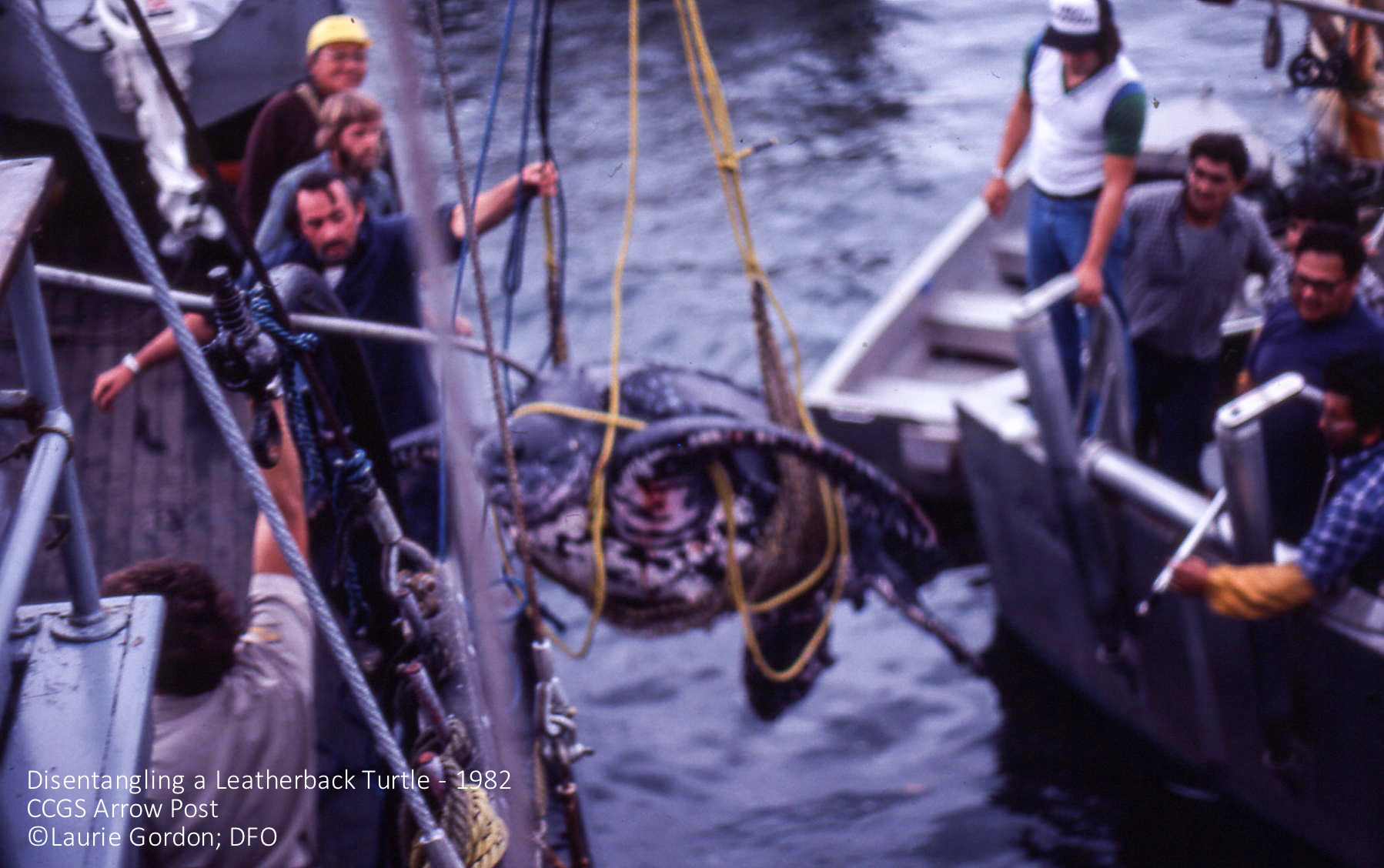Leatherback being saved from entanglement by Canada's Coast Guard in 1982 (Arrow Post). Photo: ©Laurie Gordon, DFO. Click to enlarge.