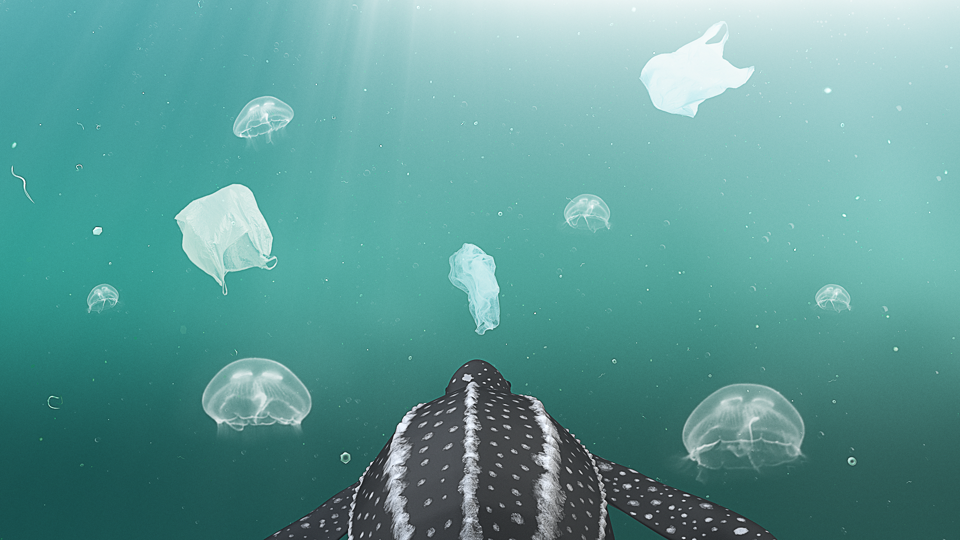 Leatherbacks in BC screen grab.